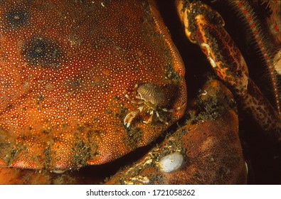 Small Common Hermit Crab On The Carapace Of Edible Crab