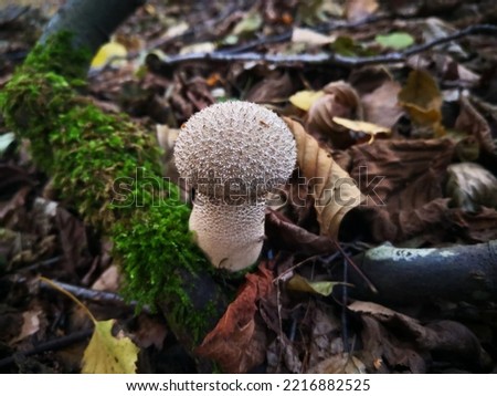 Small common puffball (Lycoperdon perlatum, warted or gem-studded puffball, wolf farts) with top (cap) covered by short spiny bumps growing in forest framed by moss and dry autumn leaves on the ground Stock photo © 