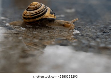 A small common snail on wet pavement on a rainy day causing a reflection  - Powered by Shutterstock