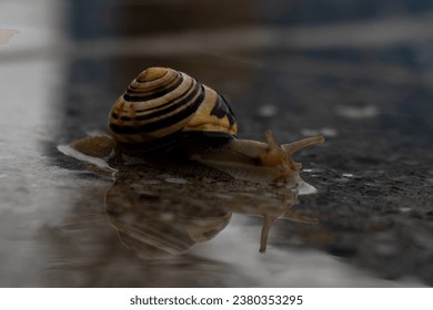 A small common snail on wet pavement on a rainy day causing a reflection  - Powered by Shutterstock