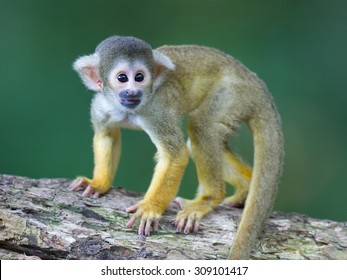 Small Monkey Images Stock Photos Vectors Shutterstock,Indian Hawthorn Tree