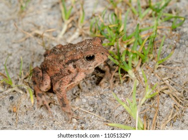 small common toad, grass and sand