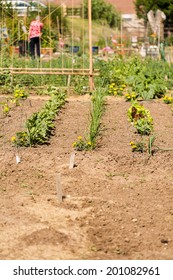 Small Community Vegetable Garden In Urban Area.