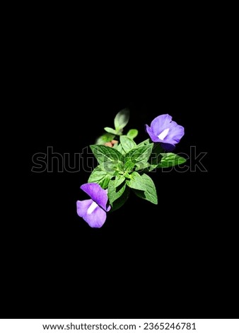 A small compact, everblooming, evergreen shrub whose flowers resemble snapdragons (hence the common name).  The solitary flowers are conAchetaria azuria (Amazo Blue,Brazilian snapdragon,littleboy Blu)