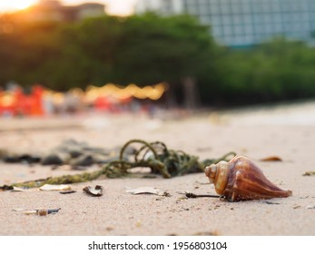 Small Conch Shell On The Beach, Piece Of Nylon Rope At The Back, Sea Waste, With Bright Lights And Big Buildings In Background. Nature Vs Civilization.