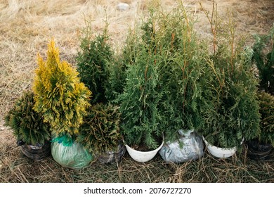  Small Coniferous Evergreen Trees Sapling Planting. Variety Of Fir And Spruces Trees Next To Each Other. Forest Restoration, Reforestation Concept.