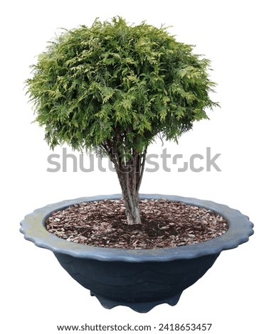 Small coniferous tree growing in a concrete pot. Isolated on white.  Stock photo © 