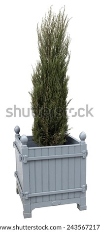 Small coniferous tree growing in a metal gray pot. Isolated on white.  Stock photo © 