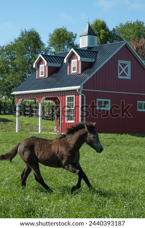 small connemara foal filly or colt running in field paddock of green grass pasture with small red vinyl  sided horse shelter barn newly constructed in background vertical image blue sky summer spring 