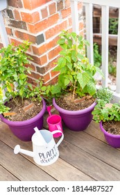 Small Container Garden On The Back Porch.