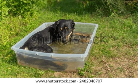 Small cooling down for the dog with deep relaxation