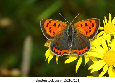 Small Copper