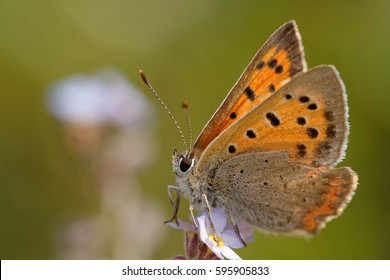 Small Copper