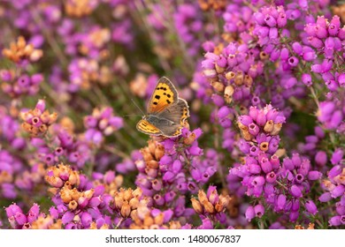 Small copper butterfly (Lycaena phlaeas) on colourful bell heather (Erica cinerea) on Surrey heathland, UK
