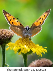 The Small Copper Butterfly On A Flower