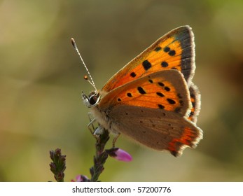 Small Copper (Lycaena Phlaeas)