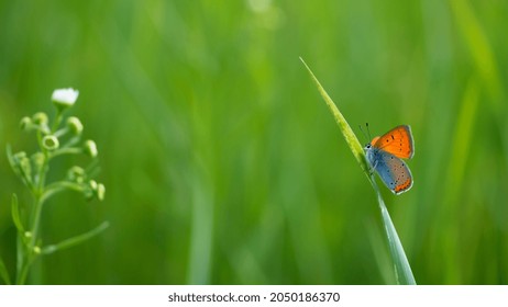 Small copper, Lycaena phlaeas. Lycaenidae, orange butterfly, insect. Perching on grass. Copper Butterfly, perched on a of field plant. macro nature, insect in the meadow. sitting in the green grass.