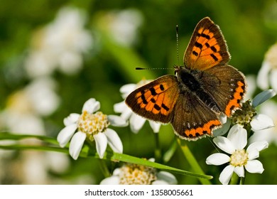 Small Copper On Flower