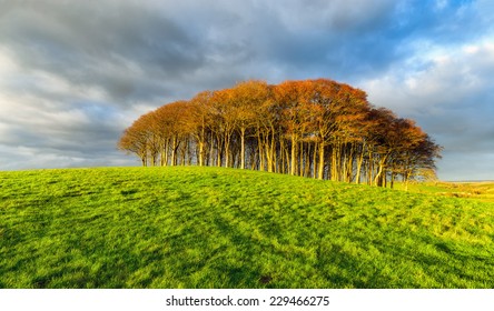 Small Copse Of Beech Trees On A Hill Under A Dramatic Sky