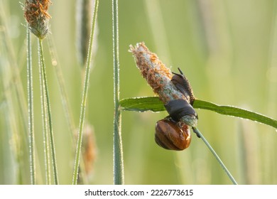 A small Copse snail, Arianta arbustorum moving and eating on a blooming hay on Estonian meadow	 - Shutterstock ID 2226773615