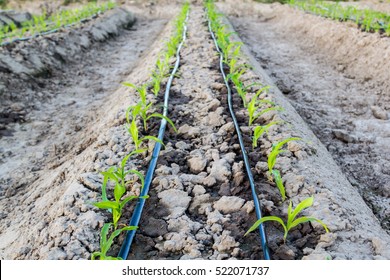 small corn field with drip irrigation system in farm