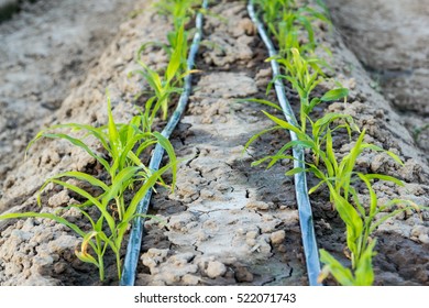 Small Corn Field With Drip Irrigation System In Farm