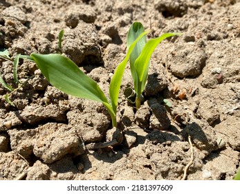 Small Corn Plant In Cornfield,corn Field