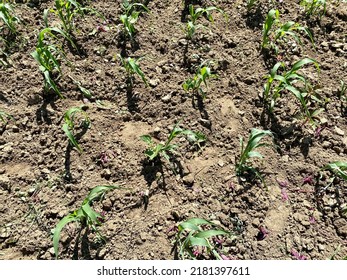 Small Corn Plant In Cornfield,corn Field