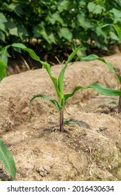 Small corn plant growing in dry land, with strong stem and broad green leaves, corn cultivation in its initial stage, first stage of corn growth.