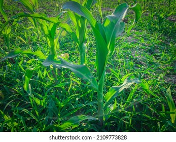 A Small Corn Plant Sprouting Green Leaves.