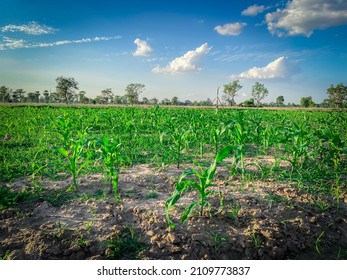 A Small Corn Plant Sprouting Green Leaves.