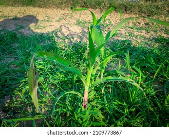 A Small Corn Plant Sprouting Green Leaves.