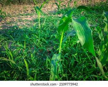 A Small Corn Plant Sprouting Green Leaves.