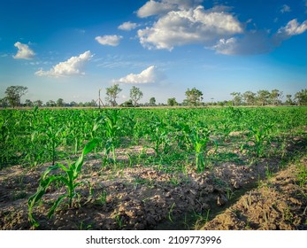 A Small Corn Plant Sprouting Green Leaves.