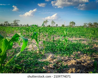 A Small Corn Plant Sprouting Green Leaves.