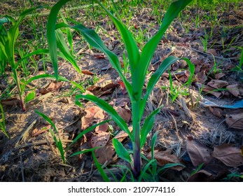 A Small Corn Plant Sprouting Green Leaves.