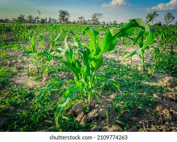 A Small Corn Plant Sprouting Green Leaves.