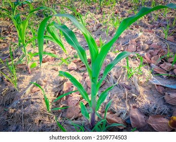 A Small Corn Plant Sprouting Green Leaves.