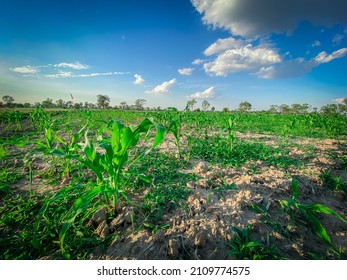 A Small Corn Plant Sprouting Green Leaves.