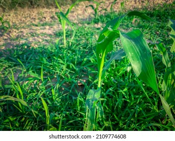 A Small Corn Plant Sprouting Green Leaves.