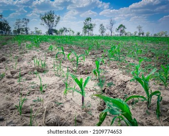 A Small Corn Plant Sprouting Green Leaves.