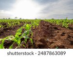 Small corn plants planted in a patch of fertile soil.