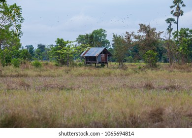 Small Cottage on the fields