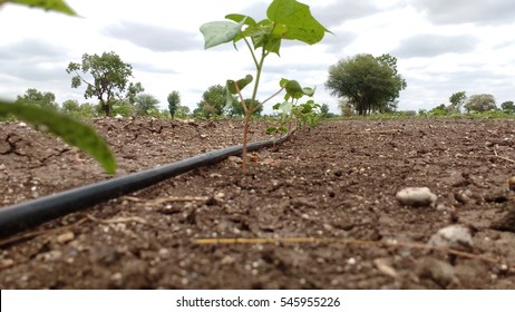 Small Cotton Crop