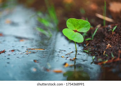 Small Cotton Plant, Born Concept , Cotton Field India