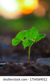 Small Cotton Plant, Born Concept , Cotton Field India