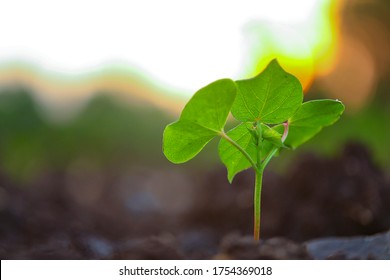 Small Cotton Plant, Born Concept , Cotton Field India