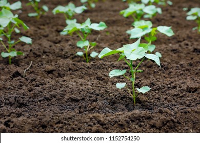 Small Cotton Plant Growing