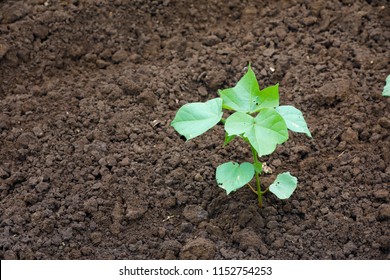 Small Cotton Plant Growing