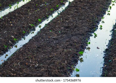 Small Cotton Plant Growing , Cotton Field India